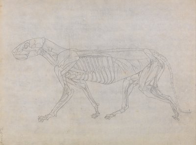 人体结构与老虎和普通家禽的比较解剖学论述》（A Comparative Anatomical Exposition of the Structure of the Human Body with a Tiger and a Common Fowl）：老虎身体，侧视图 作者 乔治·斯塔布斯