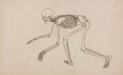 人体结构与老虎和普通家禽的比较解剖论述：人体骨骼，侧视图 作者 乔治·斯塔布斯