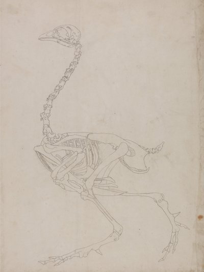 人体结构与老虎和普通家禽的比较解剖阐述：  家禽骨骼，侧视图（骨骼轮廓图） 作者 乔治·斯塔布斯