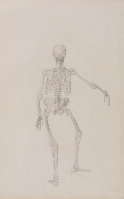 人体结构与老虎和普通家禽的比较解剖论述：人体骨骼，后视图（右臂外展；未出版表格的研究成品） 作者 乔治·斯塔布斯