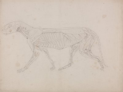 人体结构与老虎和普通家禽的比较解剖学论述》（A Comparative Anatomical Exposition of the Structure of the Human Body with a Tiger and a Common Fowl）：老虎身体，侧视图 作者 乔治·斯塔布斯