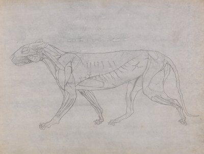 人体结构与老虎和普通家禽的比较解剖学论述》（A Comparative Anatomical Exposition of the Structure of the Human Body with a Tiger and a Common Fowl）：老虎身体，侧视图 作者 乔治·斯塔布斯