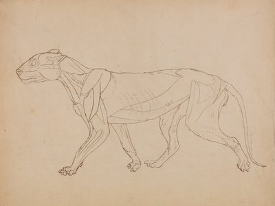 人体结构与老虎和普通家禽的解剖对比图解：  虎体，侧视图（可能是作为关键图的基础制作的） 作者 乔治·斯塔布斯