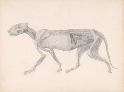 人体结构的比较解剖学博弈与虎与共生的结构：虎体，侧视图，1795-1806（石墨在纸上） 作者 乔治·斯塔布斯
