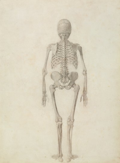 与老虎和普通家禽的人体结构比较解剖学展示：人体骨骼，后视图 作者 乔治·斯塔布斯