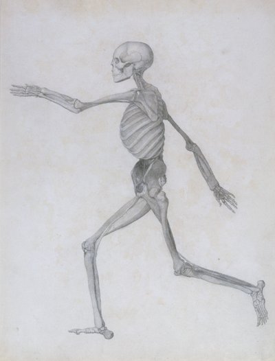 人体结构与老虎和家禽结构的比较解剖学论述：人类图，侧视图，1795-1806 作者 乔治·斯塔布斯