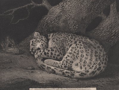 艺术家刻在酒吧里的《睡豹》。 1791（蚀刻） 作者 乔治·斯塔布斯