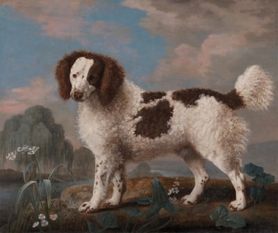 棕色和白色的诺福克或水猎犬，1778年。 作者 乔治·斯塔布斯