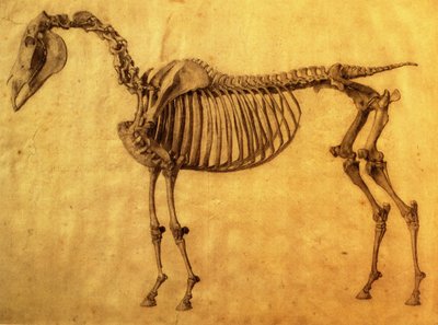 第一张马的骨骼表的完成研究，c。 1766年（纸上石墨） 作者 乔治·斯塔布斯