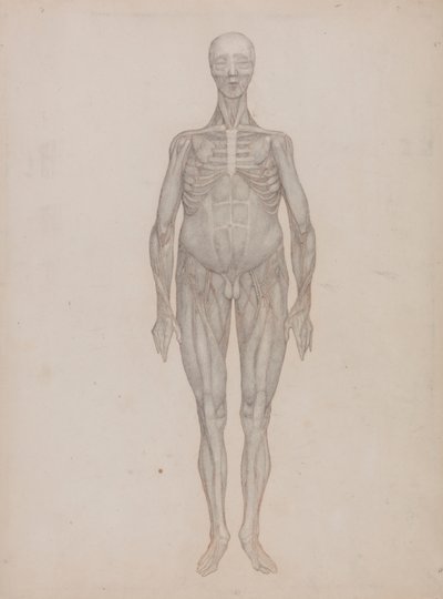 Human Figure, Anterior View (Intended for a Plate That was Never Published) 作者 乔治·斯塔布斯