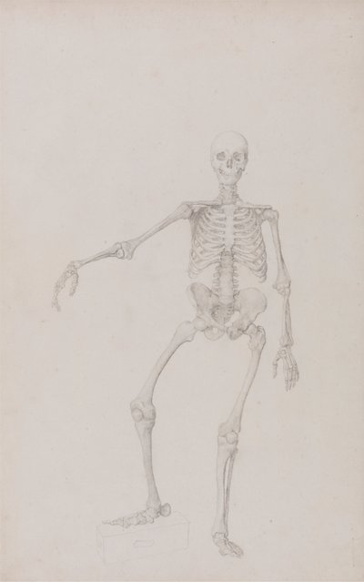 人体骨骼，前视图（右臂外展；未出版表格的研究成品） 作者 乔治·斯塔布斯
