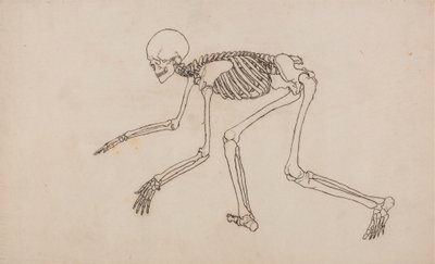 人体骨骼，侧面视图 作者 乔治·斯塔布斯