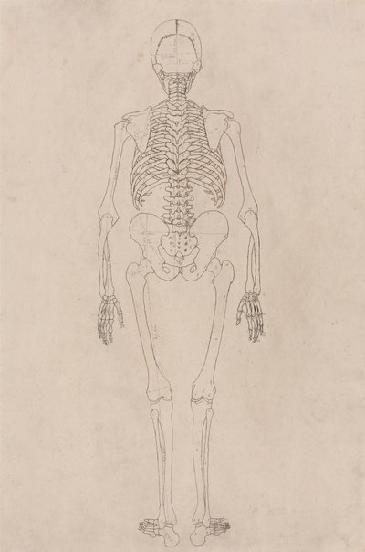 人体骨骼，后视图（与表 II 有关） 作者 乔治·斯塔布斯