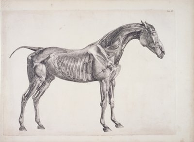 板块来自马的解剖学，c.1766 作者 乔治·斯塔布斯
