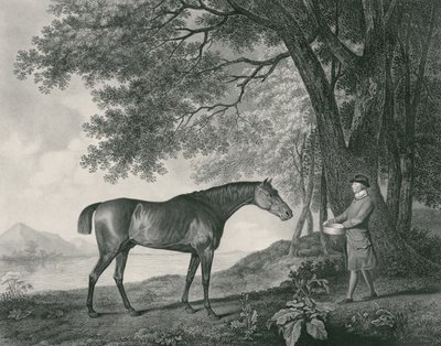 Sharke，由George Townley Stubbs（1756-1815）酒吧刻。 1794（蚀刻） 作者 乔治·斯塔布斯