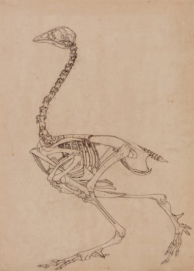 从人体结构与虎和普通禽类的比较解剖学博览，1795-1806（薄和纸上的笔墨和石墨）研究家禽，侧视图 作者 乔治·斯塔布斯