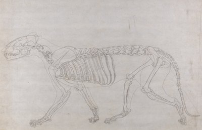 从人体结构与老虎和普通家禽的结构的比较解剖学博览，1795-1806（薄薄的纸上的石墨）研究虎，侧视图 作者 乔治·斯塔布斯