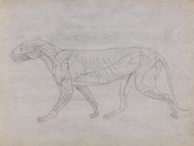 从人体结构与老虎和普通家禽的结构的比较解剖学博览，1795-1806（薄薄的纸上的石墨）研究虎，侧视图 作者 乔治·斯塔布斯