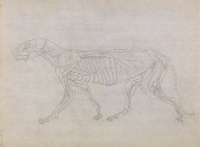 从人体结构与老虎和普通家禽的结构的比较解剖学博览，1795-1806（薄薄的纸上的石墨）研究虎，侧视图 作者 乔治·斯塔布斯