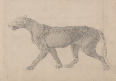 从人体结构与老虎和普通家禽的结构的比较解剖学博览，1795-1806（在纸上的石墨）研究虎，侧视图 作者 乔治·斯塔布斯
