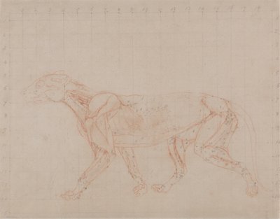 从人体结构与虎和普通禽类结构的比较解剖学博览，1795-1806（编织纸上的红色粉笔石墨）研究虎，侧视图 作者 乔治·斯塔布斯