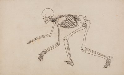 研究人体图，侧视图，从人体结构的比较解剖学博览与虎和普通鸟的结构，1795-1806（笔和墨水在石墨上的wov） 作者 乔治·斯塔布斯
