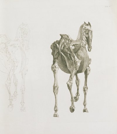 标签。 XV，来自&39;The Anatomy of the Horse ...&39;，1766 作者 乔治·斯塔布斯