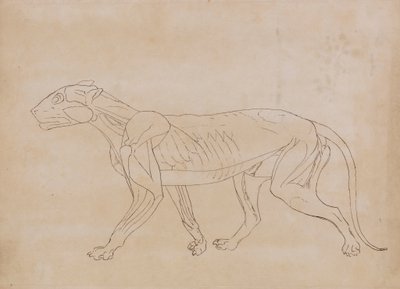 老虎身体侧视图（关键人物轮廓图） 作者 乔治·斯塔布斯
