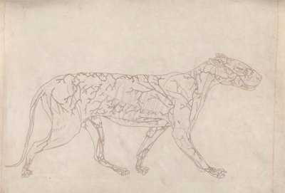 Tiger，横向视图（表面血液供应的概要研究，为表 IX 的关键图准备） 作者 乔治·斯塔布斯