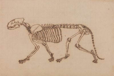 Tiger Skeleton, Lateral View   1433929   zh       chinese Successfully Translated  Original: Portrait of unknown woman from the court of King Henry VIII.,1812 (engraving) Translat: Portrait of unknown woman from the court of King Henry VIII.,1812 (engravin 作者 乔治·斯塔布斯