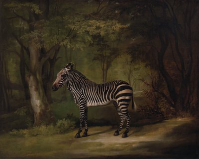 斑马，1763年展出。 作者 乔治·斯塔布斯
