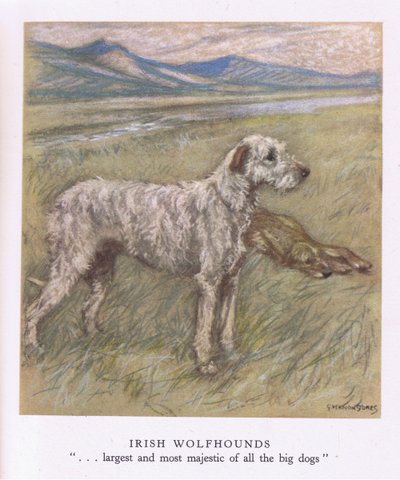 爱尔兰猎狼犬（彩色印刷版） 作者 乔治·弗农·斯托克斯