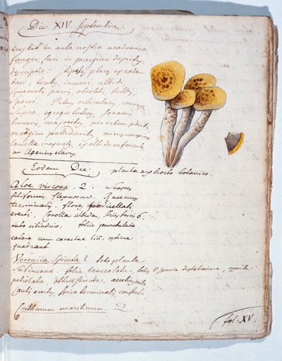 一种真菌的插图，来自艺术家的&39;Diarium Botanicum&39;，1786年（笔和墨水和纸上的wc） 作者 乔治·居维叶