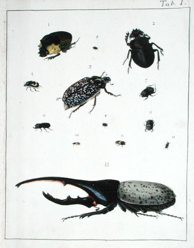各种甲虫，板块I来自 "Diarium Zoologicum"。 作者 乔治·居维叶