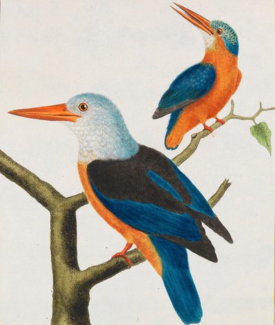 自然历史。鸟类。插图，1766-1782。 作者 乔治·路易斯·勒克莱尔·德·布冯