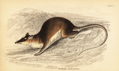 棕色四眼负鼠，Metachirus nudicaudatus。 ,1841（雕刻） 作者 乔治·罗伯特·沃特豪斯