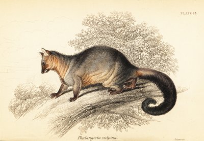 普通刷尾负鼠，Trichosurus vulpecula。1841年（雕刻） 作者 乔治·罗伯特·沃特豪斯