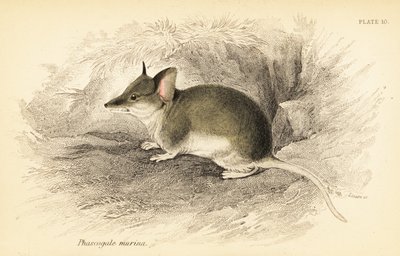 常见的石鹬，Sminthopsis murina。 ,1841（雕刻） 作者 乔治·罗伯特·沃特豪斯