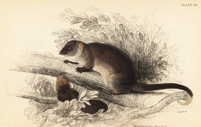 我可以看到常见的环尾鱼 Pseudocheirus peregrinus。 ,1841（雕刻） 作者 乔治·罗伯特·沃特豪斯