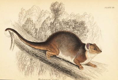 普通环尾负鼠，Pseudocheirus peregrinus。1841年（雕刻） 作者 乔治·罗伯特·沃特豪斯