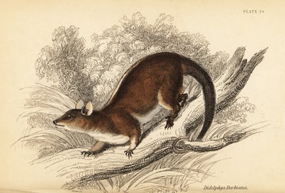 德比负鼠 Caluromys derbianus。 ,1841（雕刻） 作者 乔治·罗伯特·沃特豪斯