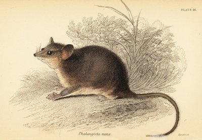 东方侏儒负鼠，Cercartetus nanus，1841 年（雕刻） 作者 乔治·罗伯特·沃特豪斯