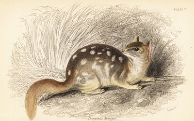 东方鹅，Dasyurus viverrinus。濒危。,1841（雕刻） 作者 乔治·罗伯特·沃特豪斯
