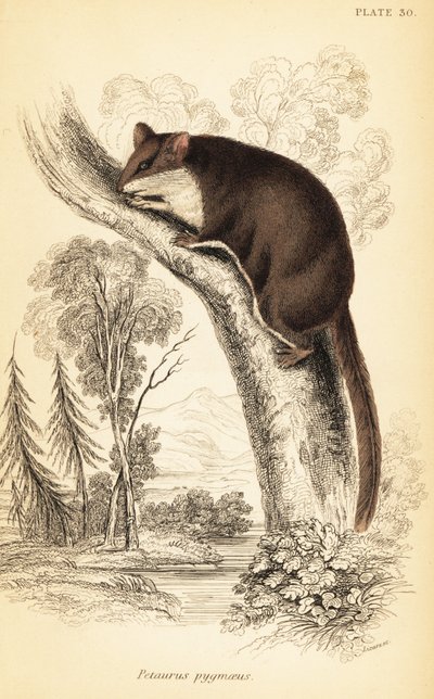 羽尾滑翔机，Acrobates pygmaeus.1841年（雕刻） 作者 乔治·罗伯特·沃特豪斯