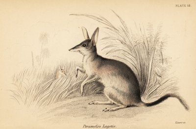 大兔耳袋狸，Macrotis lagotis。 濒危。 ,1841（雕刻） 作者 乔治·罗伯特·沃特豪斯