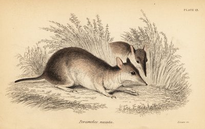长鼻袋鼬，Perameles nasuta，1841 年（雕刻） 作者 乔治·罗伯特·沃特豪斯