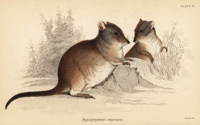 长鼻袋鼠，Potorous tridactylus tridactylus.，1841 年（雕刻） 作者 乔治·罗伯特·沃特豪斯