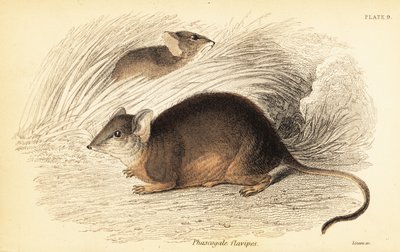 马尔多或黄脚蚁鼻虫，Antechinus flavipes。1841年（雕刻） 作者 乔治·罗伯特·沃特豪斯