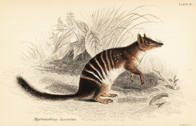 食蚁兽，Myrmecobius fasciatus。 濒危。 ,1841（雕刻） 作者 乔治·罗伯特·沃特豪斯