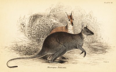 红颈袋鼠，Macropus rufogriseus。 ,1841（雕刻） 作者 乔治·罗伯特·沃特豪斯